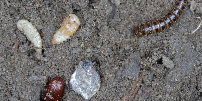 Entwicklungsstadien des Getreideschimmelkäfer, zu sehen sind der erwachsene Käfer, Larve und Puppe