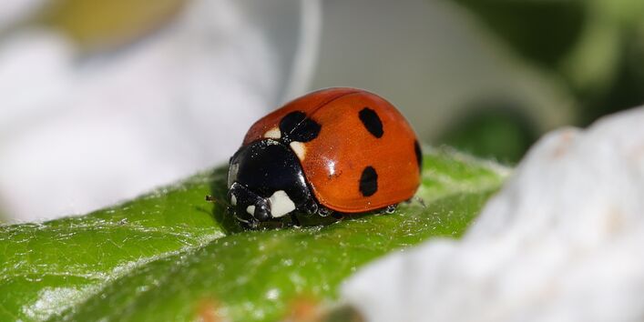 Siebenpunkt-Marienkäfer sitzt auf einem Blatt