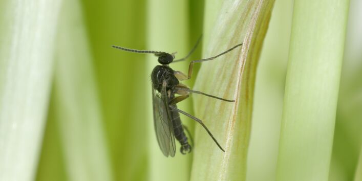 eine Trauermücke sitzt auf einem Blatt