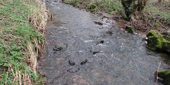 Ein kleiner Fluss umgegeben von kahlen Sträuchern