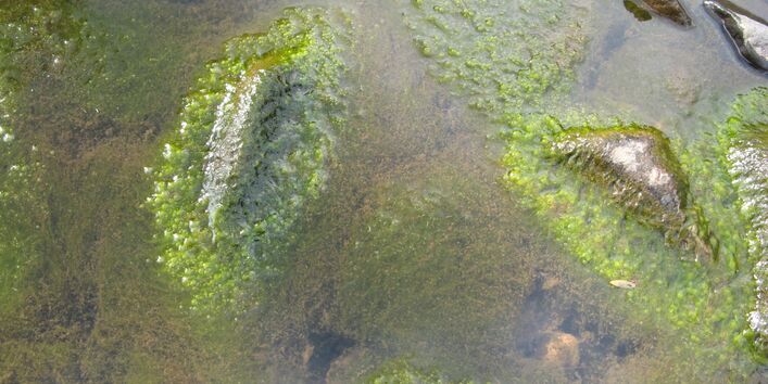 Viele grüne Algen, die sich um Steine herumlagern