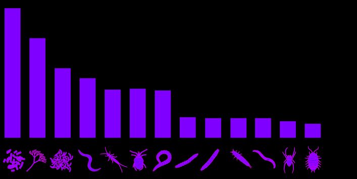 Das Säulendiagramm zeigt an wieviele der einzelnen Arten im Boden leben. Bakterien kommen billionenfach im Boden vor, während es bei den Asseln unter 100 sind.