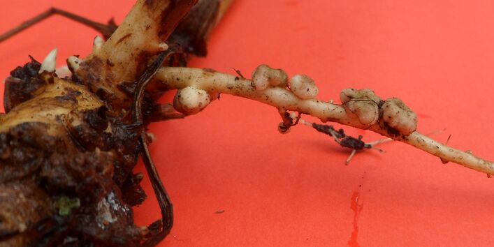 Große Pflanzenwurzel mit kleinen Knubbeln