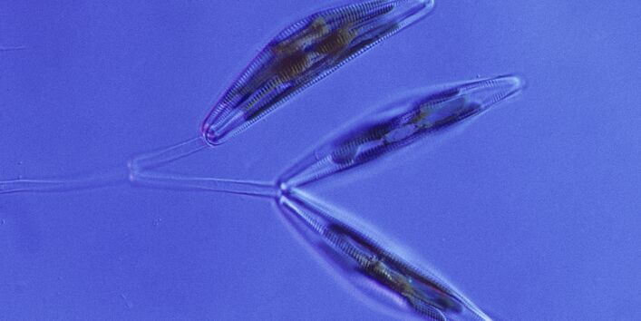 Mikroskopaufnahme einer Kieselalge mit den zwei Kalkschalen