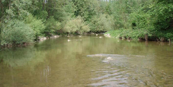 Sehr breiter und sehr ruhiger Fluss mit hohen, grünen Bäumen am Ufer.