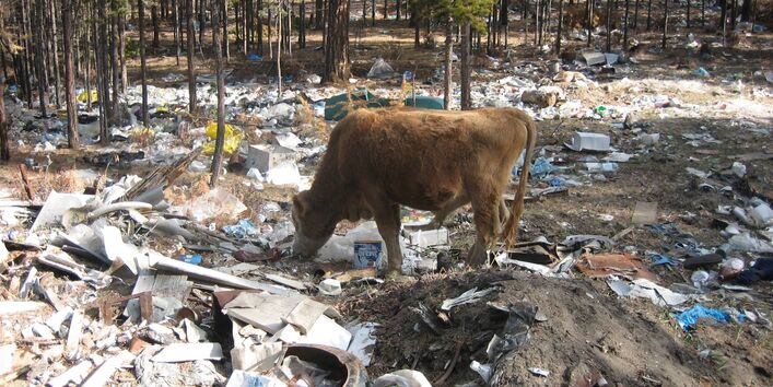 Eine Kuh steht in einem Kiefernwald, wo der Waldboden komplett mit Müll bedeckt ist