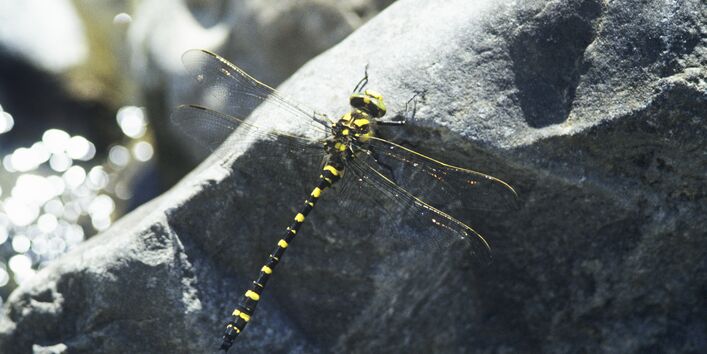 eine Libelle, die auf einem grauen Stein sitzt