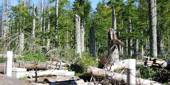 Forellenbach_Spruce F1 deadwood with collectors for litterfall and wet deposition