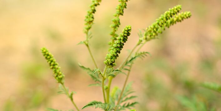 Eine Ambrosia-Pflanze blüht