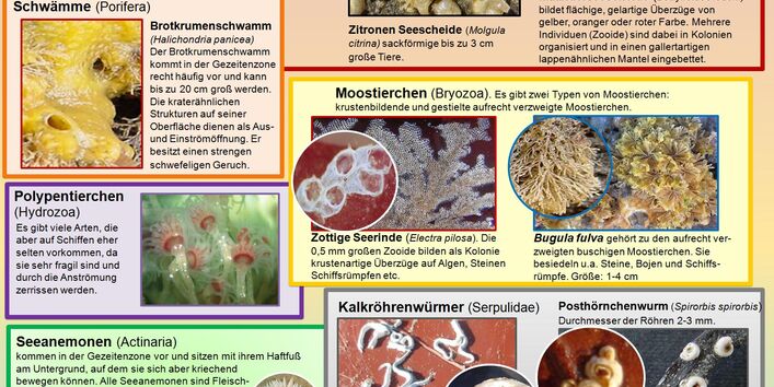 Bewuchsformen im Salzwasser