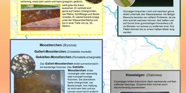 Bewuchsformen im Süßwasser