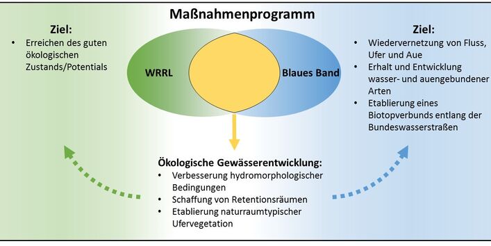 Ein Schaubild mit dem Titel "Maßnahmenprogramm". Zu sehen sind zwei sich überschreitende Kreise. Diese sind mit "WRRL" und "Blaues Band" betitelt. Neben den Kreisen sind Ziele beschrieben. Neben dem Kreis "WRRL" steht: "Ziel: Erreichen des guten ökologischen Potentials/Zustandes", neben dem Kreis "Blaues Band" steht: "Ziel: Wiedervernetzung von Fluss, Ufer und Aue. Erhalt und Entwicklung wasser- und auengebundener Arten. Etablierunge eines Biotopverbunds entlang der Bundeswasserstraßen". 