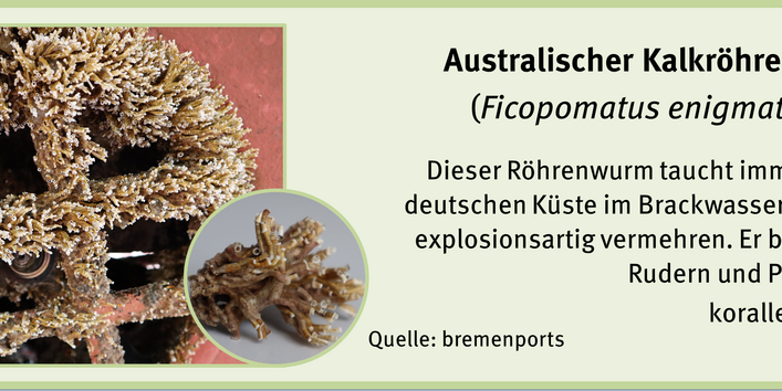 Bewuchsatlas: Kalkröhrenwurm