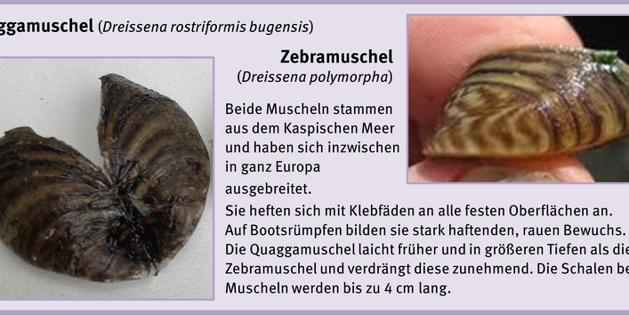 Bewuchsatlas: Muscheln Brackwasser