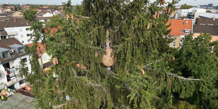 Asiatische Hornisse: Sekundärnest im Baum