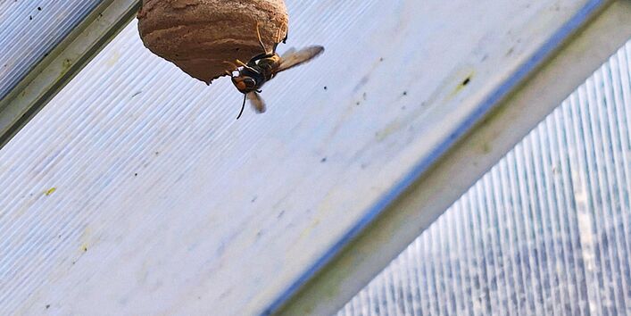 Eine Hornisse und ein Nest