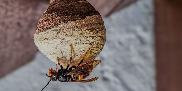 Asiatische Hornisse: Primärnest mit Königin