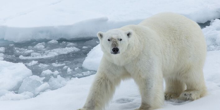 Ein Eisbär