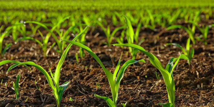Junge Maispflanzen auf einem Feld.