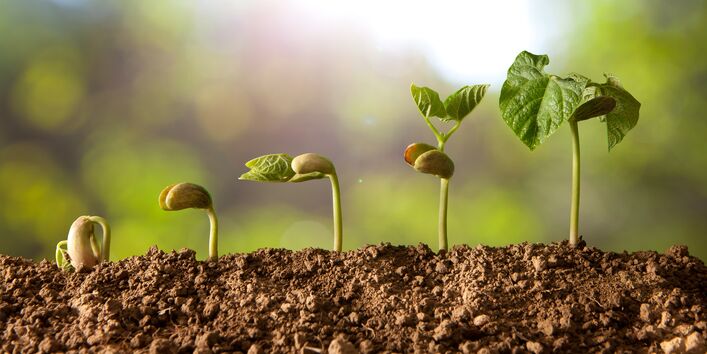 Wachstumsphasen einer Pflanze vom Keimling bis zur Pflanze