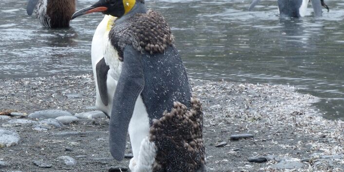 Ein Jungtier und ein ausgewachsener Königspinguine in der Subantarktis