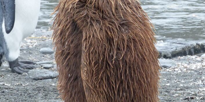 Königspinguin, Jungtier im braunen Jugendkleid
