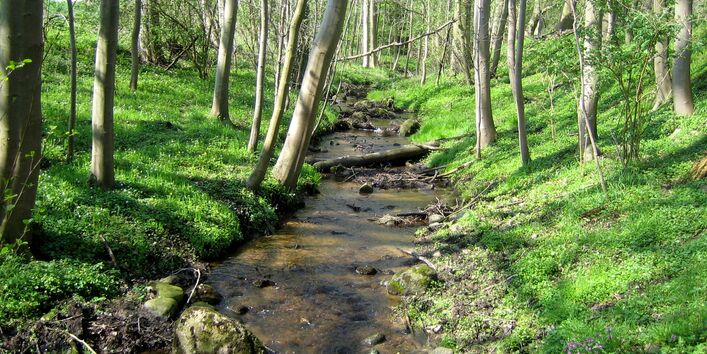 Gewässertyp des Jahres 2025 ist der kiesige Tieflandbach