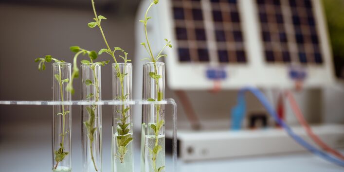 Pflanzen in einem Reagenzglas