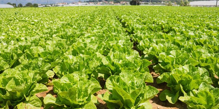 Ein Salatfeld