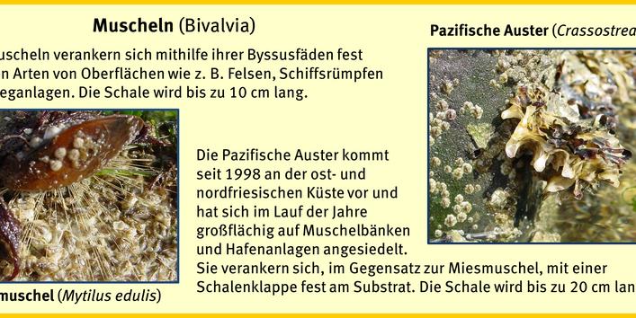 Bewuchsatlas: Muscheln Salzwasser