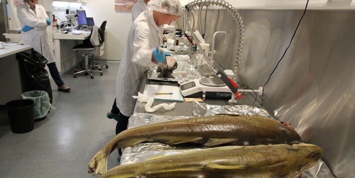 Dissecting cod fish at the Norwegian Environmental Specimen Bank