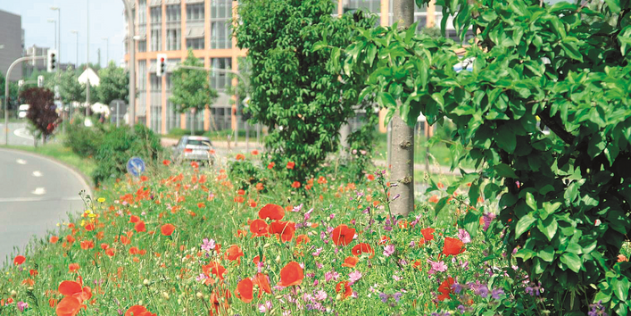 Münster town hall with wildflowers in the foreground