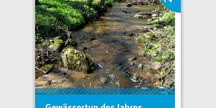 kleiner Bach fließt durch einen Wald