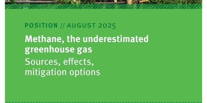 Kühe in einem Gehege