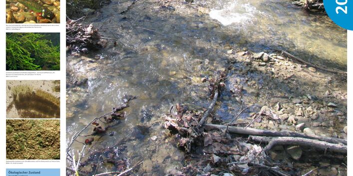 Cover Poster Gewässertyp des Jahres 2020