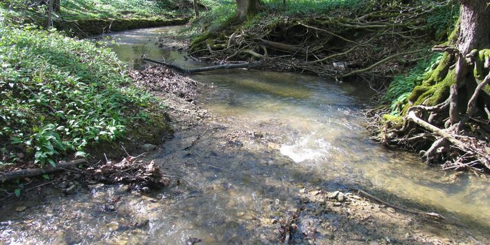 Ein kleiner Bachabschnitt fließt durch ein Waldstück