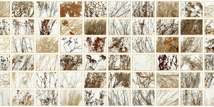 Collage mehrerer Pflanzen im Winter