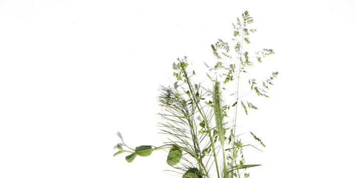 Foto: herbizidresistente Pflanze