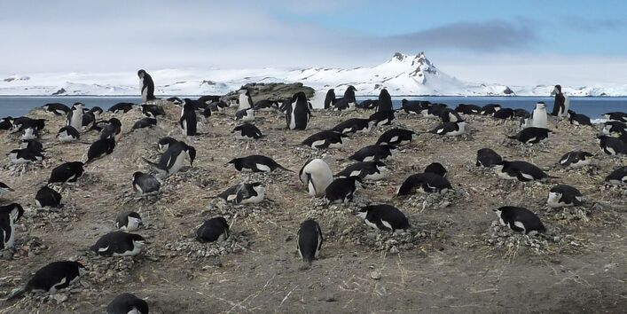 The retreat of the Antarctic sea ice is also a threat to chinstrap penguins 