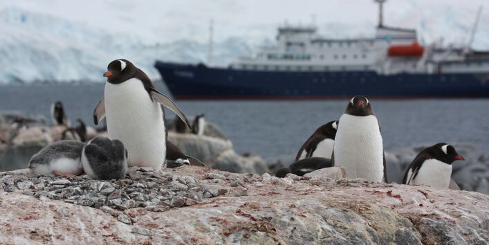 Im Vordergrund sieht man ausgewachsene Pinguine mit ihren Jungen. Im Hintergrund fährt ein Kreuzfahrtschiff vorbei. 