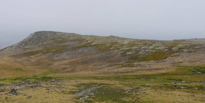 Mosses and lichen are very well adapted to the challenging conditions in the Antarctic