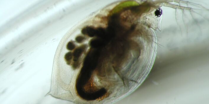 Ein Wasserfloh in einem Glasgefäß von ganz nah photographiert. sein Körper ist durchsichtig, sodass man sein Inneres sehen kann. 