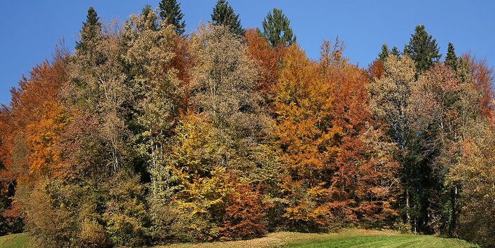 Mischwälder sind widerstandsfähiger gegenüber extremen Wettern und Schädlingen