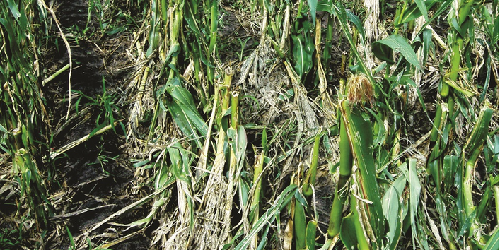 Hagelschaden auf Maisfeld