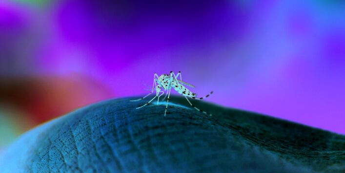 The picture shows a close-up of the Asian Tiger Mosquito in the process of biting a human being.