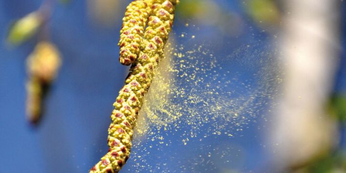 The picture shows a birch blossom with its pollen distributed by the wind.