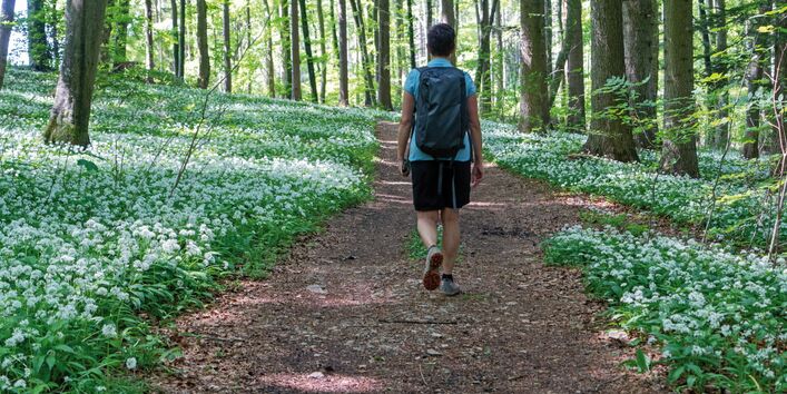 The picture shows a man from behind. He is wearing a T shirt and short trousers. He is walking through a wood carrying a rucksack. To the right and left of the path, white flowers are blooming beneath the trees. 