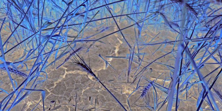 The picture shows the soil of a cereal field, with large cracks caused by drought.