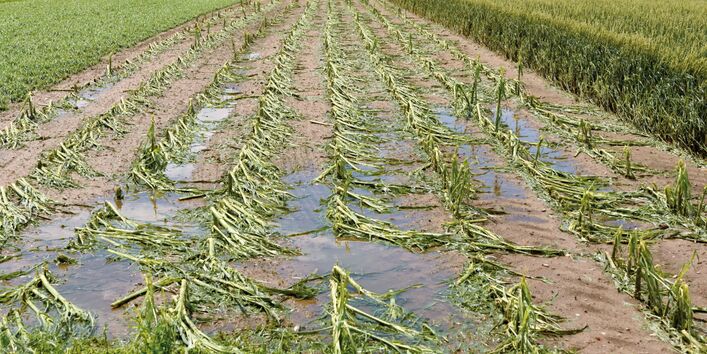 The picture shows a field of maize after a tempest. The maize plants are heavily damaged, with stalks snapped off. Between the plants, there are still areas of standing water.