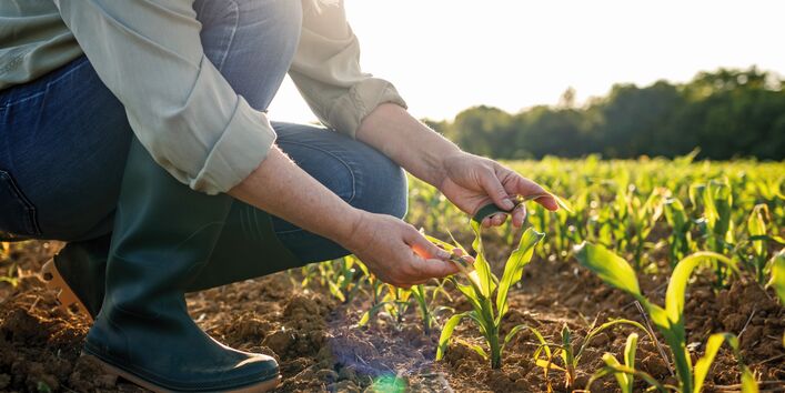 The picture shows a person standing in a field of maize inspecting the leaves of a young maize plant.